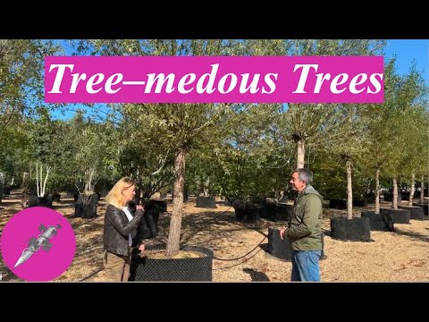 Tree-mendous Trees