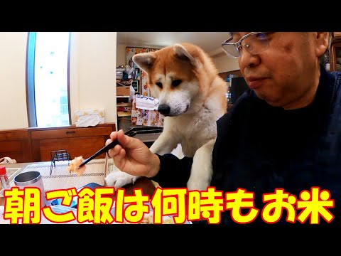 今年もお米が一番美味しいですね。秋田犬そらと朝ご飯