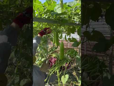 Bầu trái dài - Rạng Đông Seeds #hatgiongrangdong #rangdongseeds