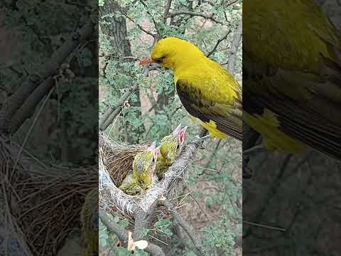 Cute Baby Eurasian Golden Oriole Moments (p 9) #shorts