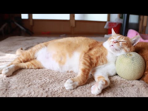 猫の動画サムネイル - メロン枕　ぼー　250710