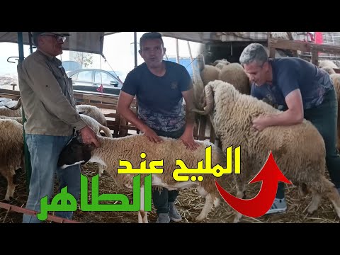 شاهدو...جميع سلالات الأكباش عند الطاهر و علي بالناظور