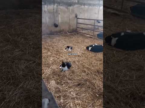 Sus? Always the cat 🤣 #funny #cat #memes