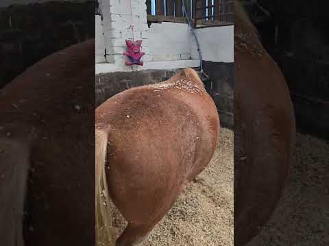 Welshy enjoying a roll after all day filling his belly #horse #welshpony #welshy #pony #animals