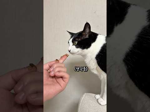 무슨 고양이가 먹는척을 하냐?