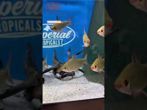 ❤️🖤 “The Congo’s Hidden Gem!” Meet the Red & Black Distichodus! #imperialtropicals