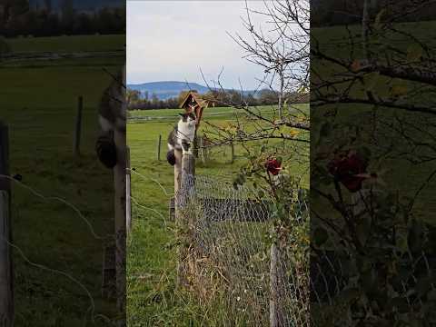 Katze auf dem Zaun #cat #cutecat #cuteanimal