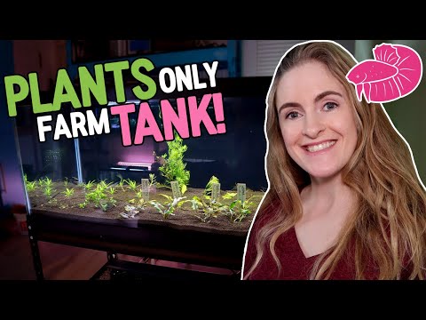 No fuss, No Fish, No CO2! New Plants-Only Farm Tan I set up a new plants-only 