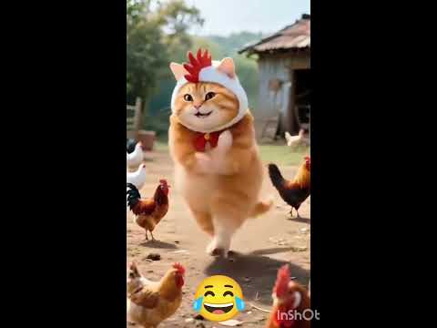 Cat Funny Dance