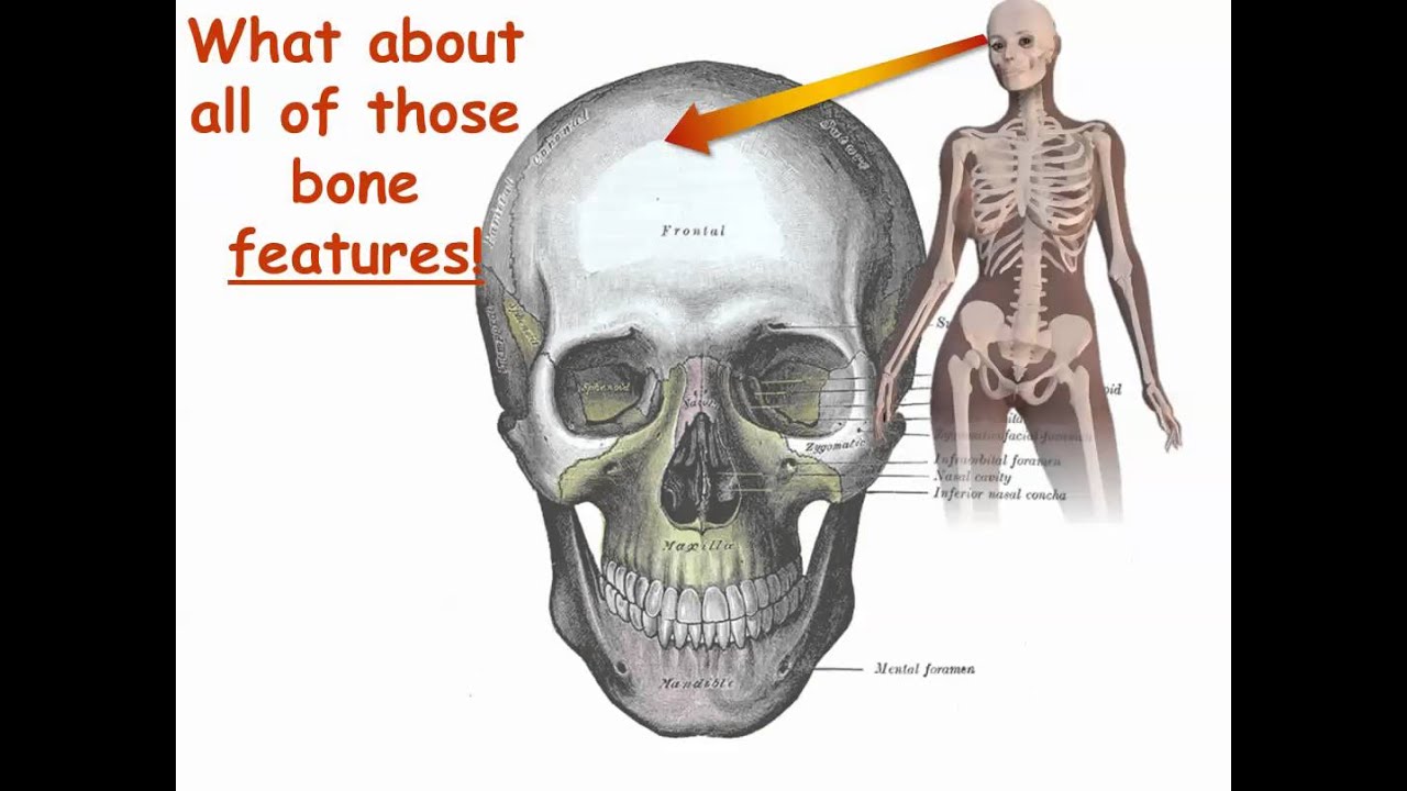 bone-names-have-meaning-part-1-get-started-youtube