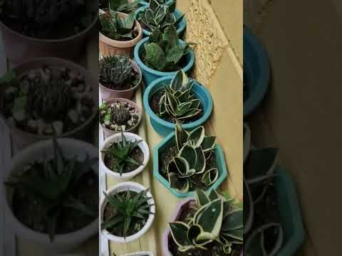 Plants collection 😍 | 1 #shorts #plants #plantscollection #plantslovers