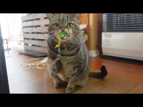 鈴を鳴らしてゴムパッチンはな。-Hana rings the bell and stretches the rubber.-