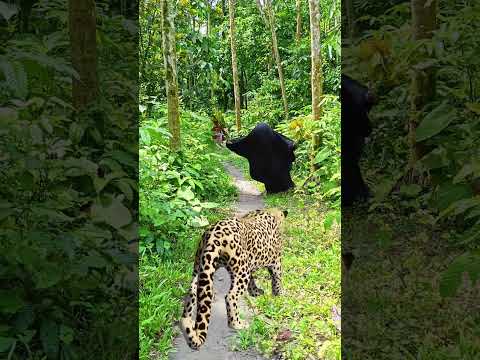 catching leopard 🐆🐆#1 #youtubeshorts​ #viral​ #trendingshorts​ #shorts_​ #animal​ #tiger​ #jungle​