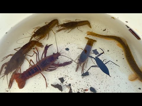日本の沼で生き物採集、捕獲して観察。ザリガニ、タイコウチ。