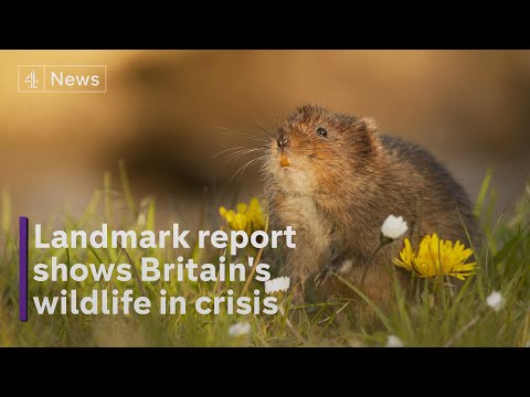 Nature in crisis: landmark report reveals plummeting British wildlife