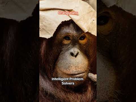 Unveiling the Enigma of Orangutans #shorts