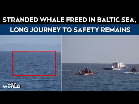 Stranded Whale Freed In Baltic Sea, But Long Journey To Safety Remains