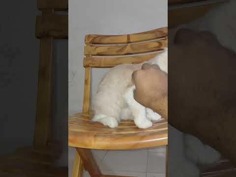 Funny Cat Videos Mochi Lover #catvideos #cat