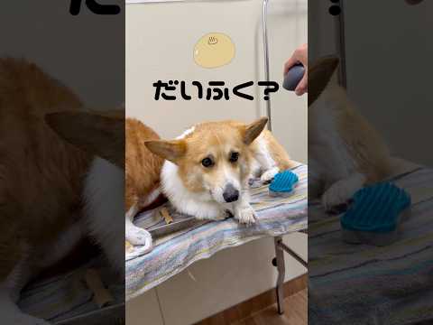 シャンプーでふわふわモチモチに仕上がったコーギー犬 #corgi #dog
