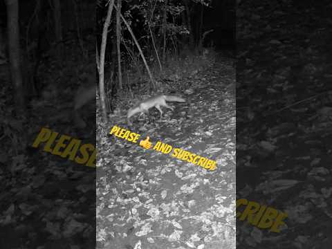 Fox Caught on Camera at Night During Rain Storm | Amazing Wildlife Footage #shorts
