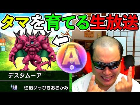 【ドラクエウォーク】タマを育てる波平配信