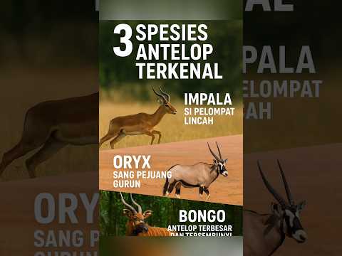 3 Spesies Antelop Paling Terkenal di Dunia! | Impala, Oryx, dan Bongo. #exploresatwaliar #animals
