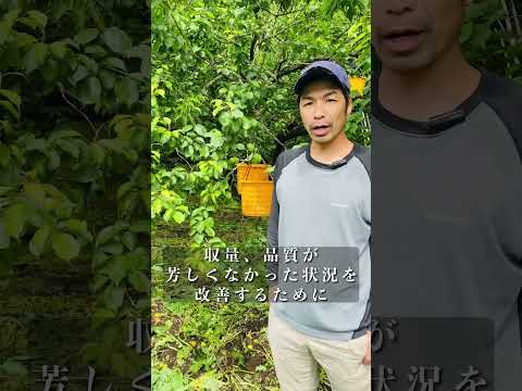 梅の木の四季 その④「収穫、梅の実が贈る夏の恵み」|生協の宅配パルシステム