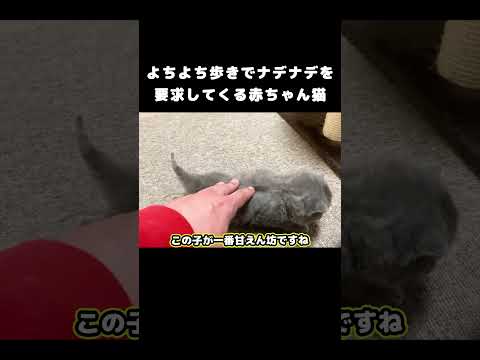 よちよち歩きでナデナデを要求してくる赤ちゃん猫 #保護子猫