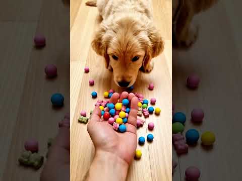 Morning Puppy ASMR – Gentle Start to the Day #puppy #dog #asmr