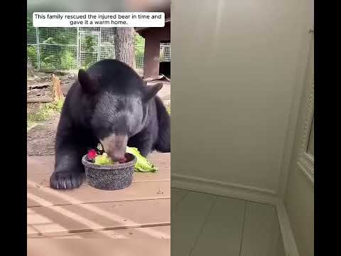 #animals #bear #cute #wildlife #adorable #animalshorts