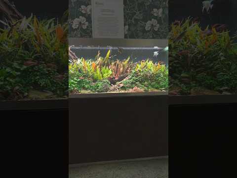 Long term planted tank aquascape 