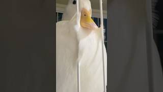 激おこDuckのチキンさん #shorts