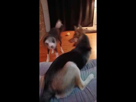 Toutourama / Fondation Bonkzilla est en direct!