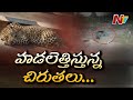 Leopard caught in CCTV footage, Hyderabad