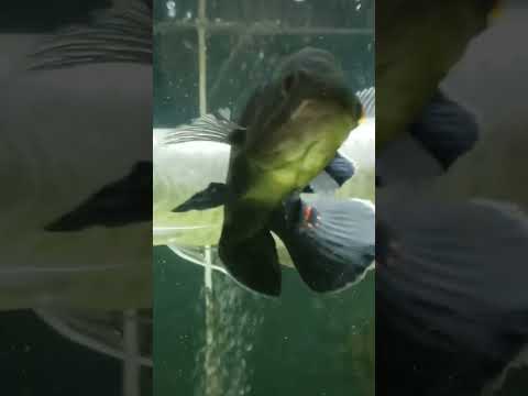 Just an arrowona enjoying a swim! It was requested that I upload a short of our arrowana named Silver Surfer for you all to enjoy!