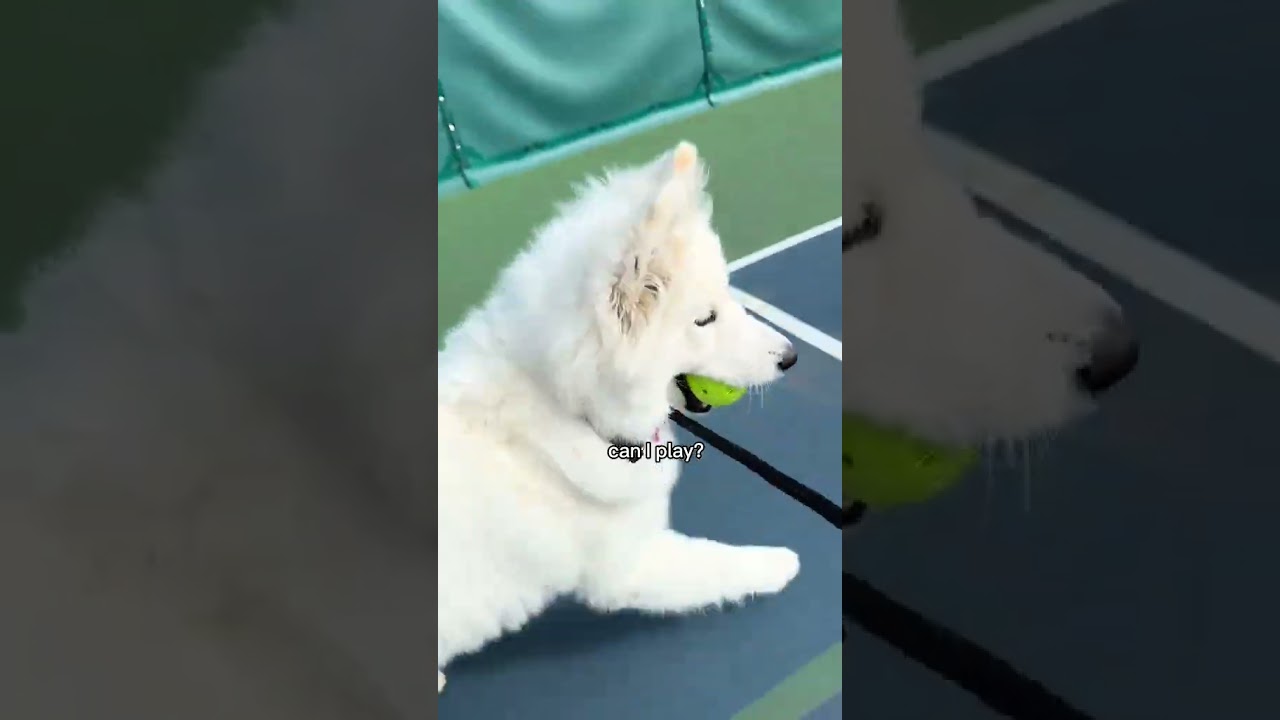 Fluffy Dog Takes On Pickleball