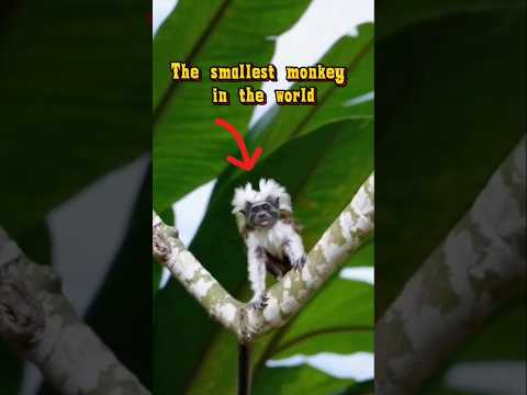 video-2/30 animal|The smallest monkey in the world|#shorts #monkey  #premadeewanaofficial
