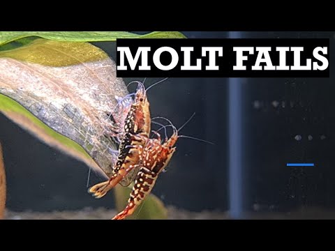 Why Shrimp Die During Molt (And How to Stop It) Join
https_//www.youtube.com/channel/UCzmxPBBXlxxQhbTDRwyqaow/join

Molting is the most vulnerable m