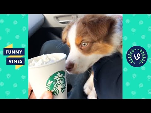 TRY NOT TO LAUGH - Funny Animals To Make You Smile!