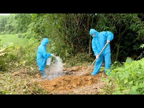 Triển khai các giải pháp phòng, chống Dịch tả lợn Châu Phi