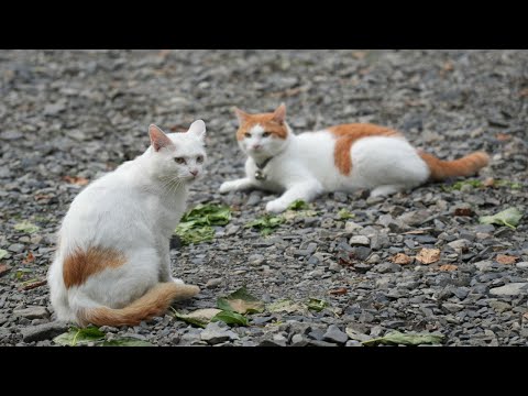 ちろと野良猫の可愛らしい瞬間集 サムネイル