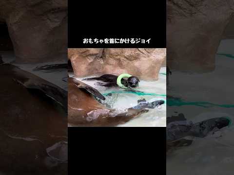 サンシャイン水族館のカリフォルニアアシカ、ジョイのかわいいおもちゃ遊び サムネイル