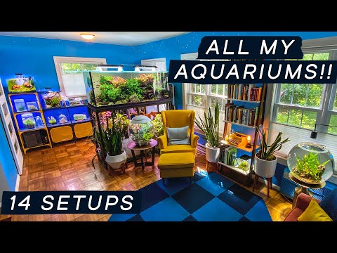 FULL HOUSE TOUR of ALL MY AQUARIUMS It is time to show off ALL my aquariums. I've never done this before!!!

Support me on Patreon_ http