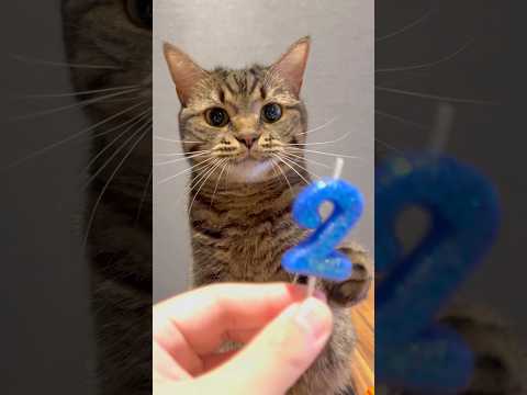 猫の動画サムネイル - 【祝】2歳の誕生日を迎えたぷりぷりプリンセス!! #shorts #猫 #cat