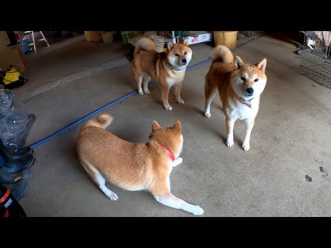 モモさんがイキってた懐かしのリード付け