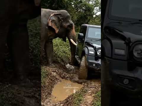 Can the Elephant help stuck car? 🐘 Rescue Thar stuck in mud