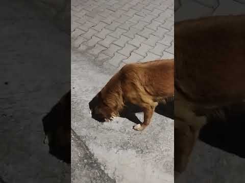 guddi ko khane nehi dete ye dono inko samajhya jaata hai 😊#likeandsubscribe