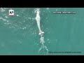 Rescuers Search off Northern California Coast for Young Gray Whale Entangled in Net  - 00:39 min - News - Video