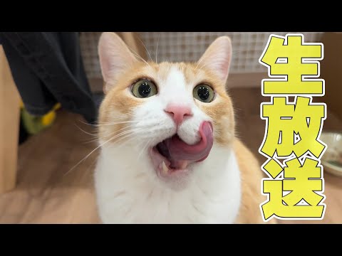 【🔴】子育てに奮闘している大人の猫たちをたくさん労って遊ばせまくる生放送