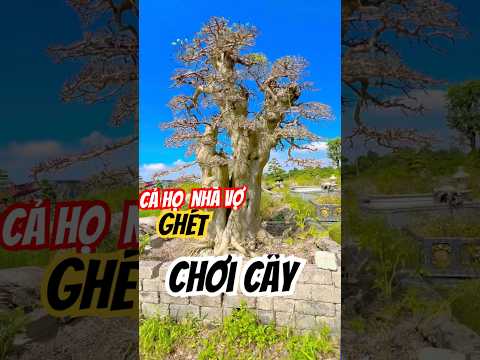 NHỤC ! cả họ nhà vợ ghét vì Chơi cây #tuanbonsai #caycanh